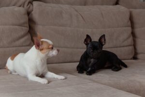 Two small dogs relaxing on a couch, including a Chihuahua and a small black companion dog