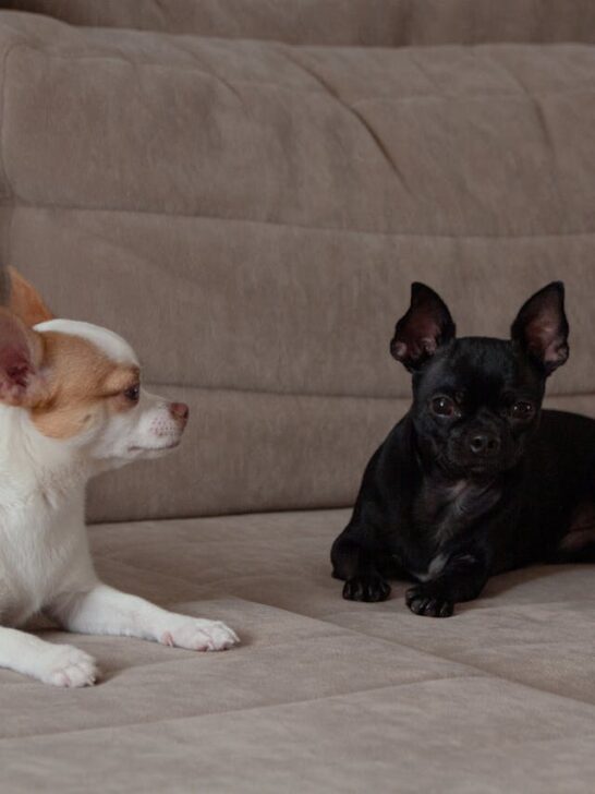 Two small dogs relaxing on a couch, including a Chihuahua and a small black companion dog