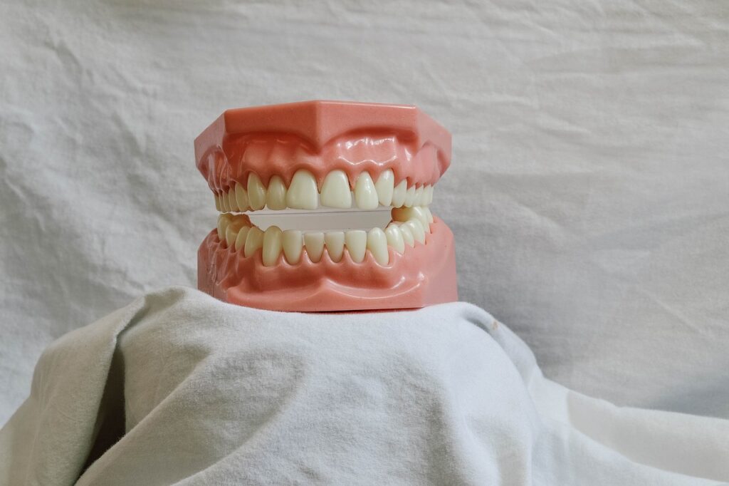 Close-up of a dental model showing teeth and gums used for demonstrating oral care and dental procedures