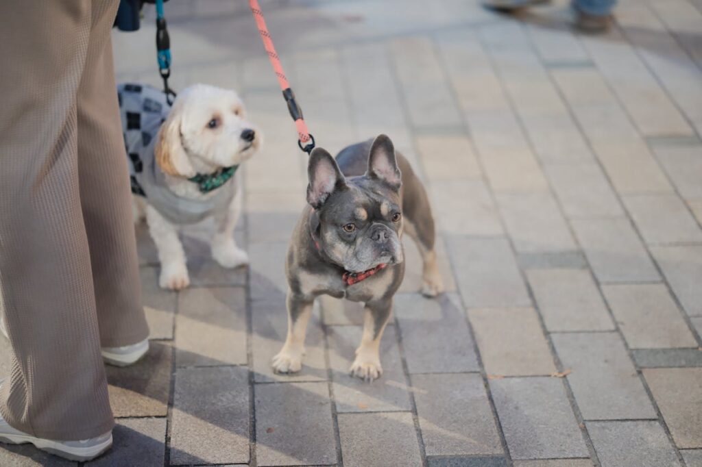 How often should you walk your dog: two small dogs on leashes standing on a paved walkway during a walk