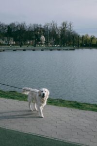 Golden retriever walking on a leash beside a lake in a park setting