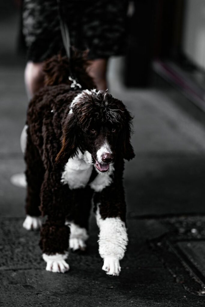 Brown and white dog walking on a leash during an outdoor walk with owner