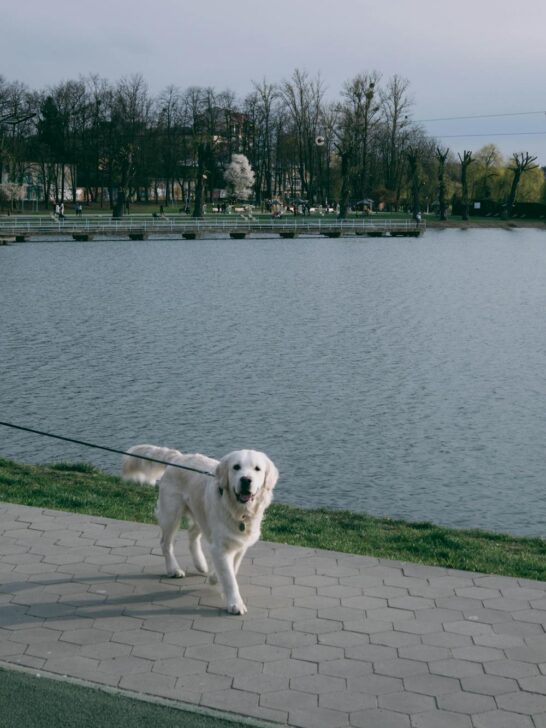 Golden retriever walking on a leash beside a lake in a park setting