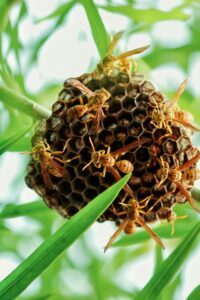 Close-up of wasps building a nest on a leafy branch outdoors