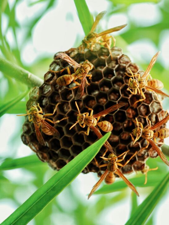 Close-up of wasps building a nest on a leafy branch outdoors
