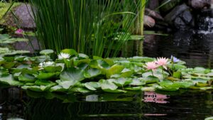 Close-up of water lilies and aquatic plants in a garden pond supporting a balanced and clean ecosystem
