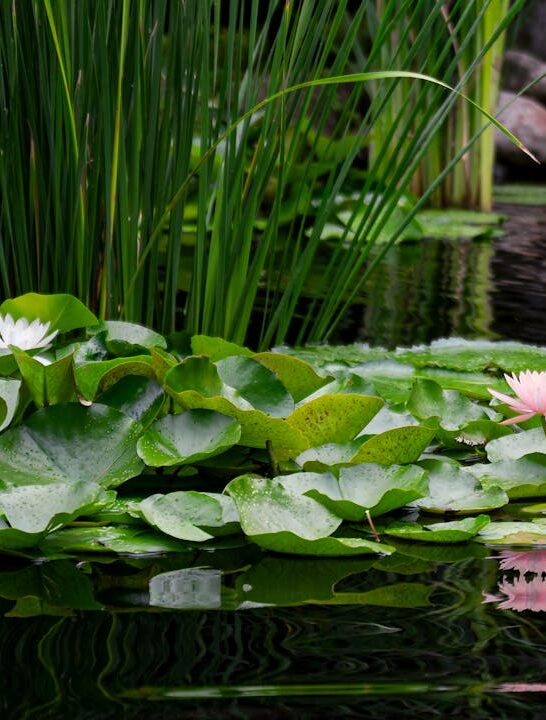 Close-up of water lilies and aquatic plants in a garden pond supporting a balanced and clean ecosystem