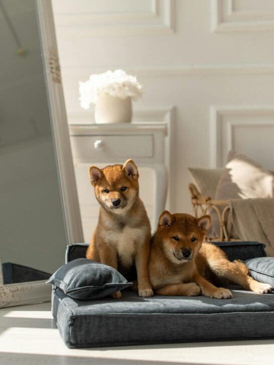 Two adorable puppies sitting on a durable dog bed for chewers in a bright, cozy room