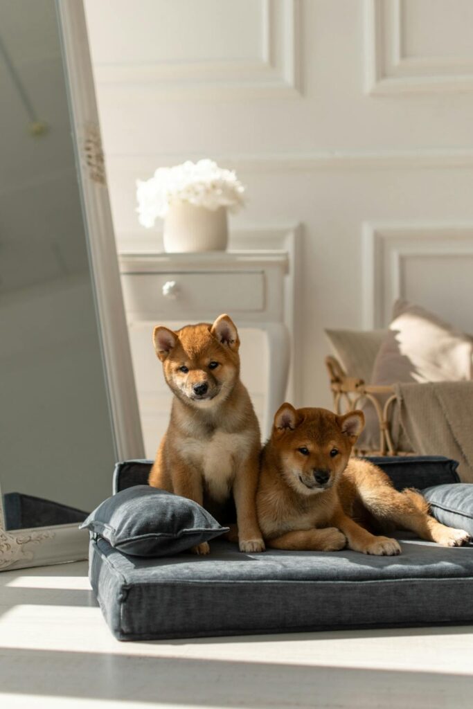 Two adorable puppies sitting on a durable dog bed for chewers in a bright, cozy room