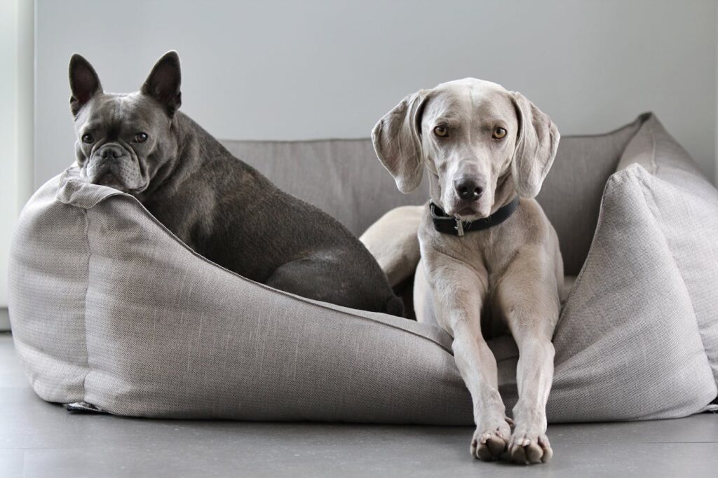 Two dogs relaxing together on a soft, modern pet bed in a neutral living space