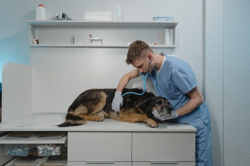 Veterinarian examining a sick German Shepherd during a pet emergency visit at an animal clinic.