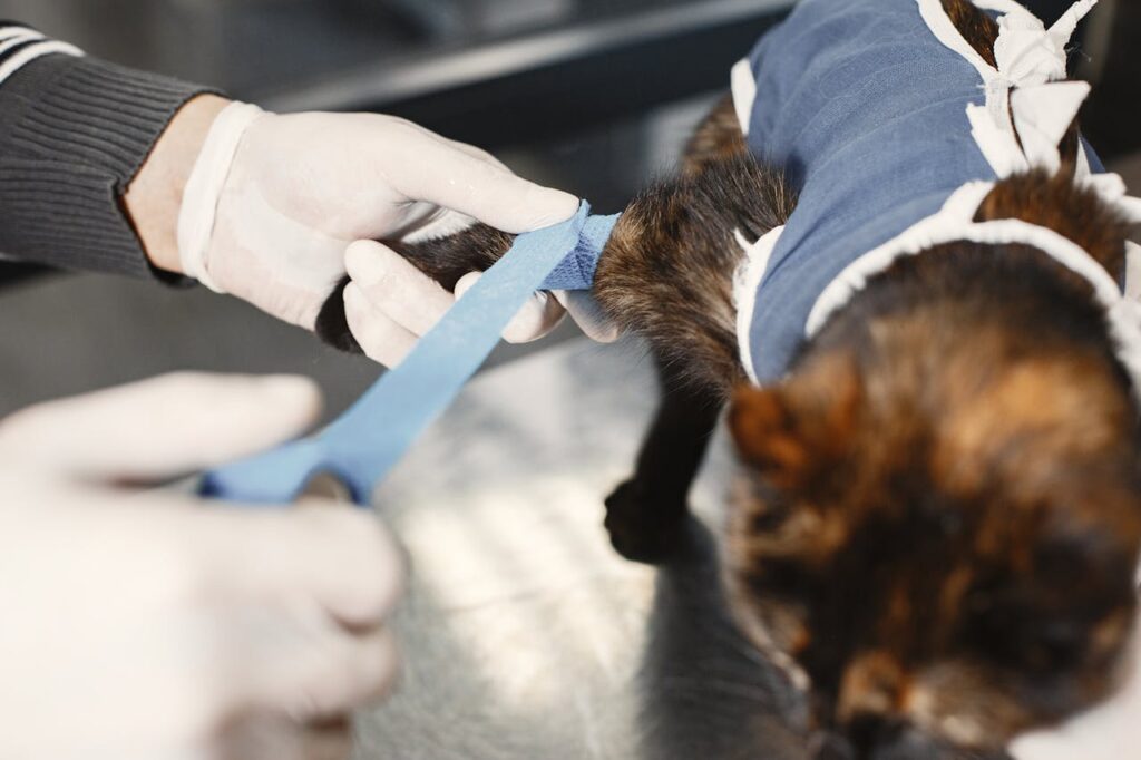 Veterinarian wrapping a bandage around an injured cat&rsquo;s paw during emergency pet care treatment.