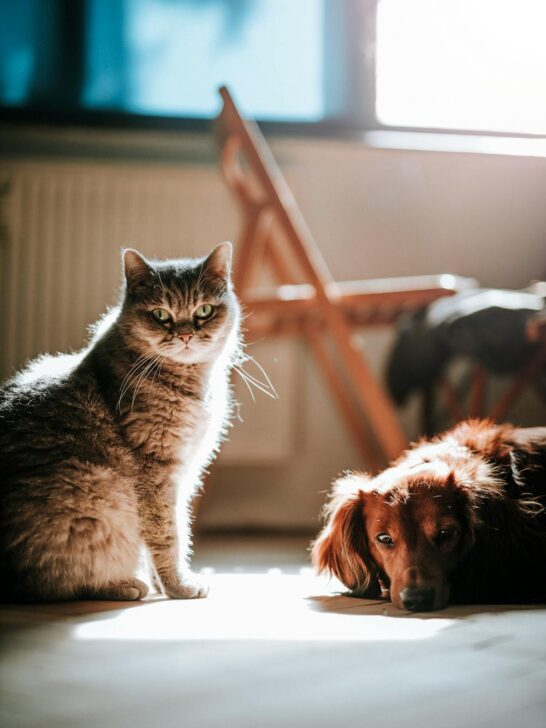 A cat standing next to a dog in the sunshine coming through a window