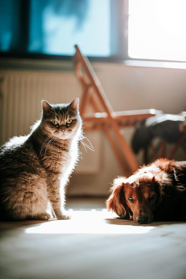 A cat standing next to a dog in the sunshine coming through a window