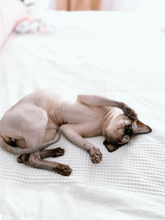 Hairless Sphynx cat relaxing on a bed with visible skin folds that require routine cleaning and care.