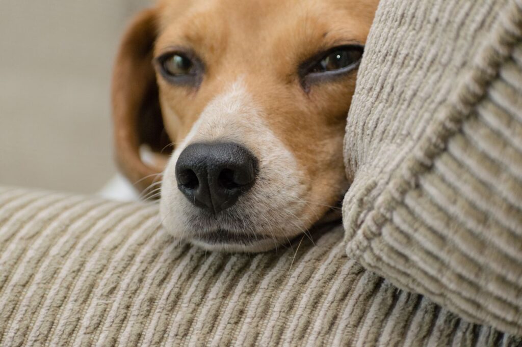 Beagle resting on a couch in a pet-friendly living room with durable upholstery and soft cushions.