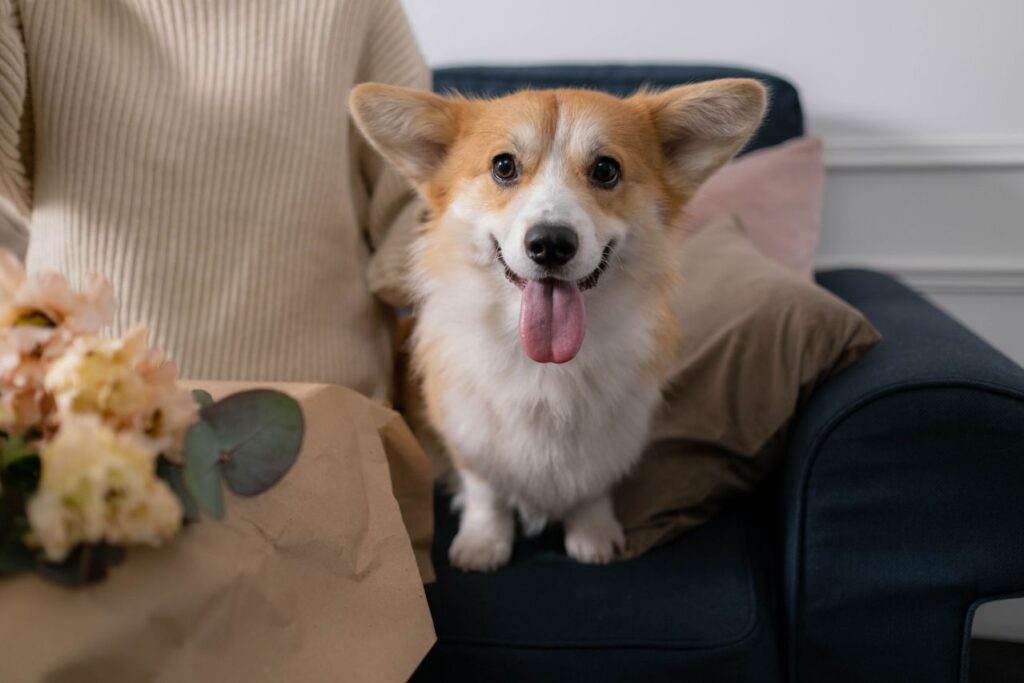 Happy corgi sitting on a blue armchair in a stylish living room designed for pets and families.