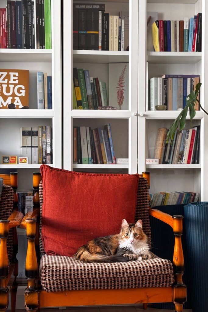 Cat relaxing in a chair beside bookshelves in a cozy pet-friendly living room designed for comfort and style.