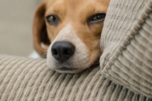 Beagle resting on a couch in a pet-friendly living room with durable upholstery and soft cushions.