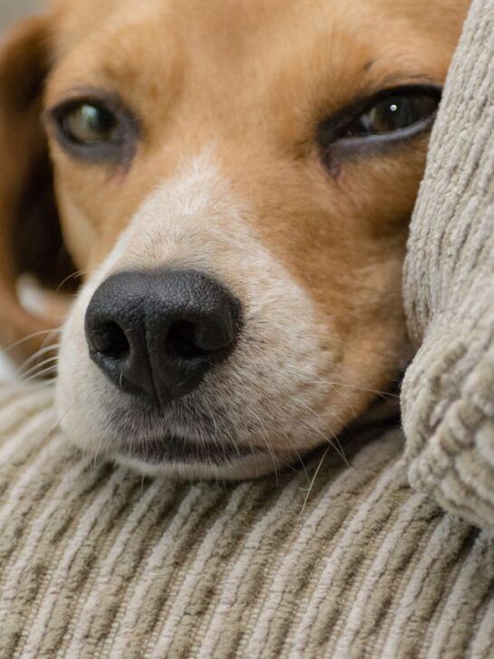 Beagle resting on a couch in a pet-friendly living room with durable upholstery and soft cushions.