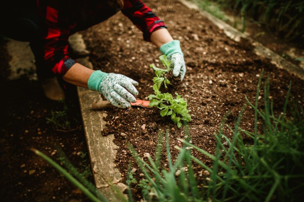 How to Start a Family Vegetable Garden by planting young vegetable seedlings in a raised garden bed