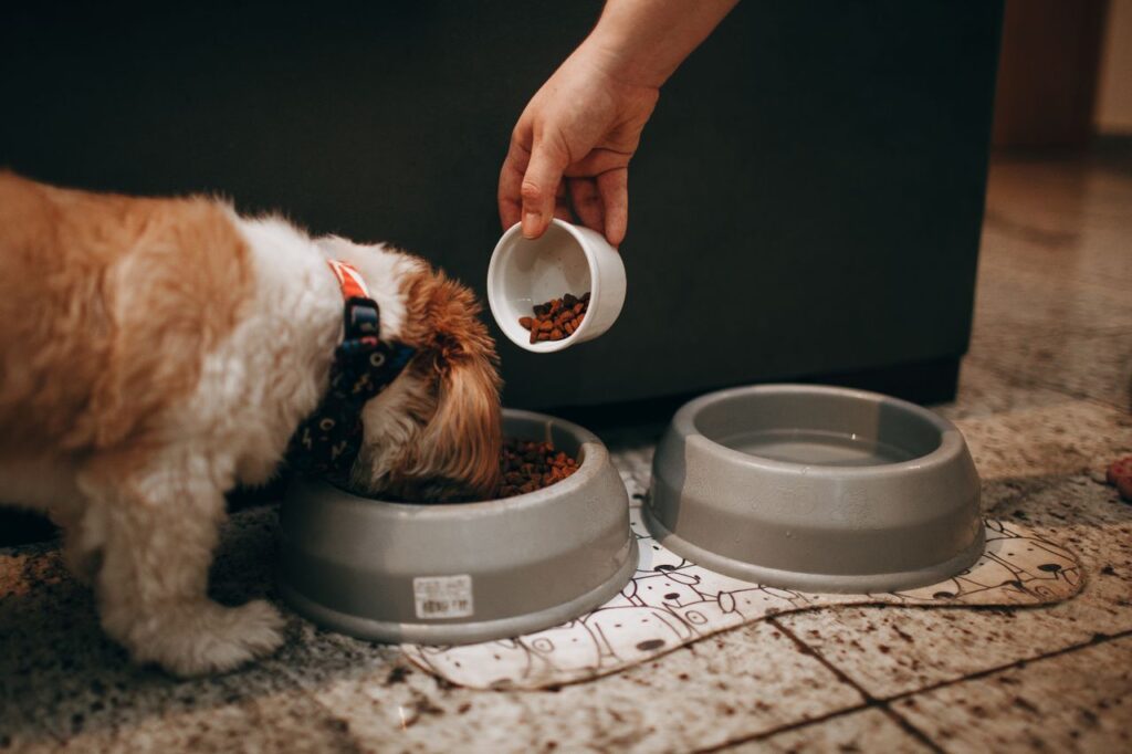 How to choose dog food starts with understanding your dog's nutritional needs and reading labels carefully before filling the food bowl.
