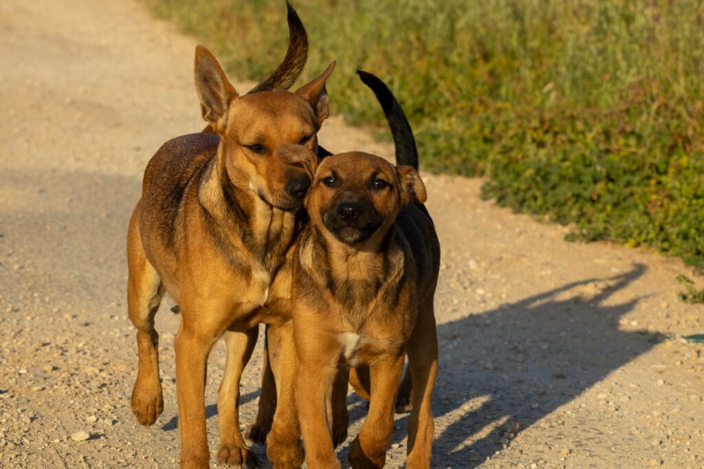 Two brown dogs standing side by side on a sidewalk