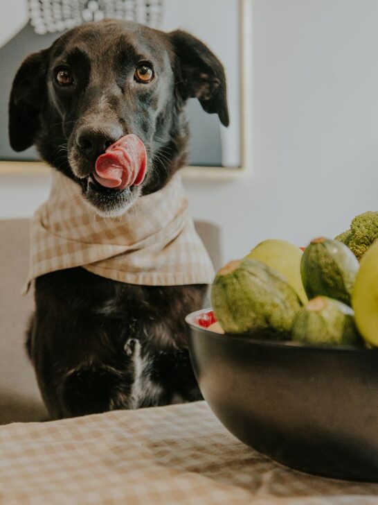 Black dog sitting at the table beside fresh fruits and vegetables, representing healthy nutrition and balanced food choices for dogs.