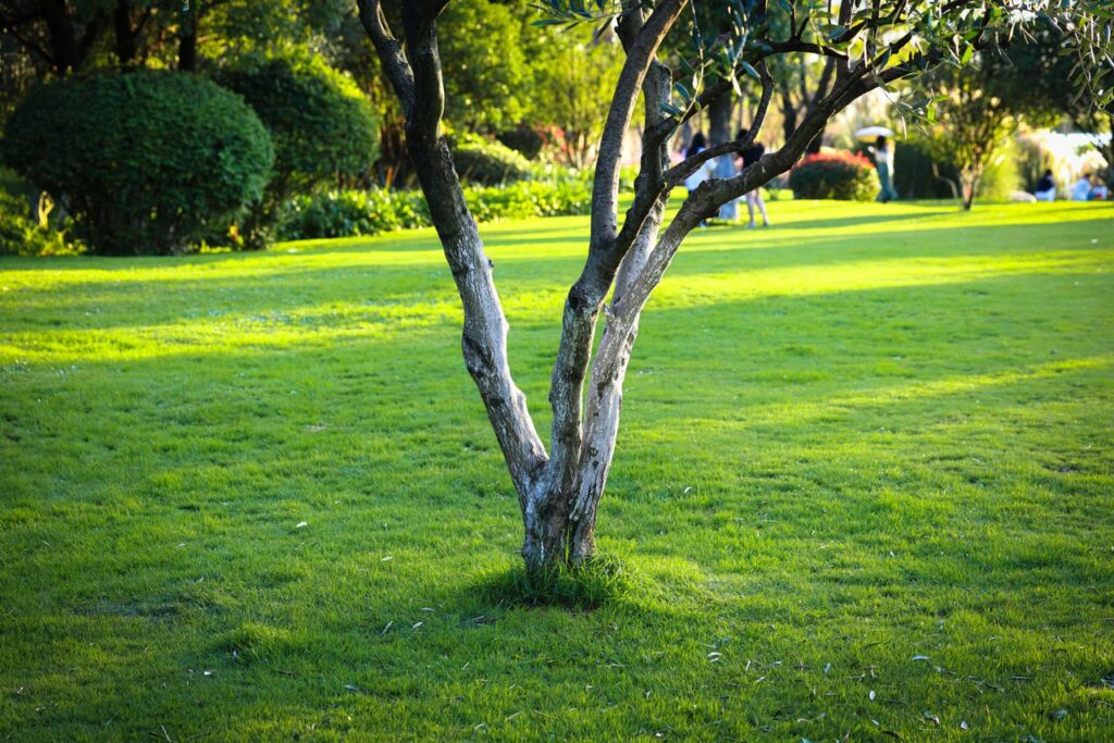 Healthy green lawn with mature trees showing the results of a consistent lawn watering routine.