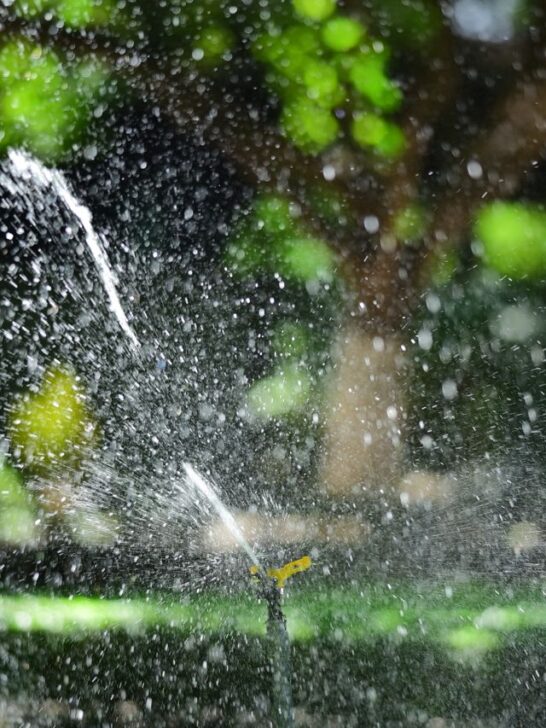 Sprinkler watering a lawn with an even spray pattern to keep grass healthy and prevent dry spots.