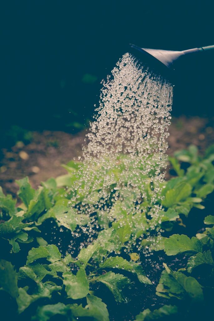 Watering a garden with a watering can to help plants thrive while using water efficiently and reducing waste.