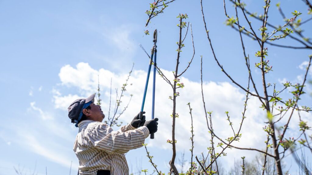 Tree pruning professional trimming high branches with long-handled loppers to encourage healthy tree growth.