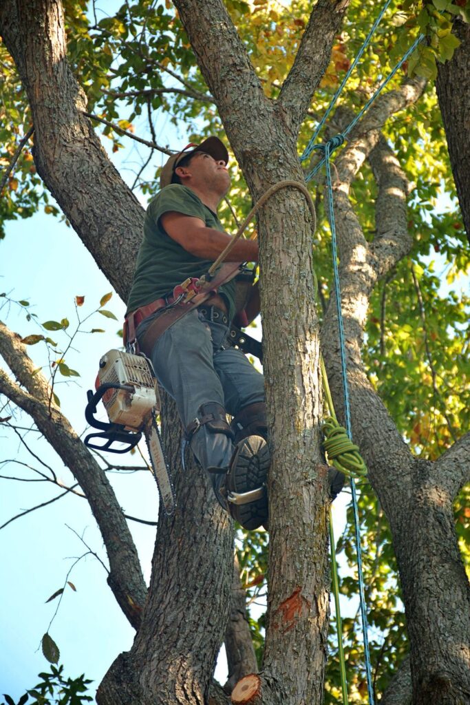 Certified arborist climbing a large tree with safety gear and a chainsaw to remove damaged branches.