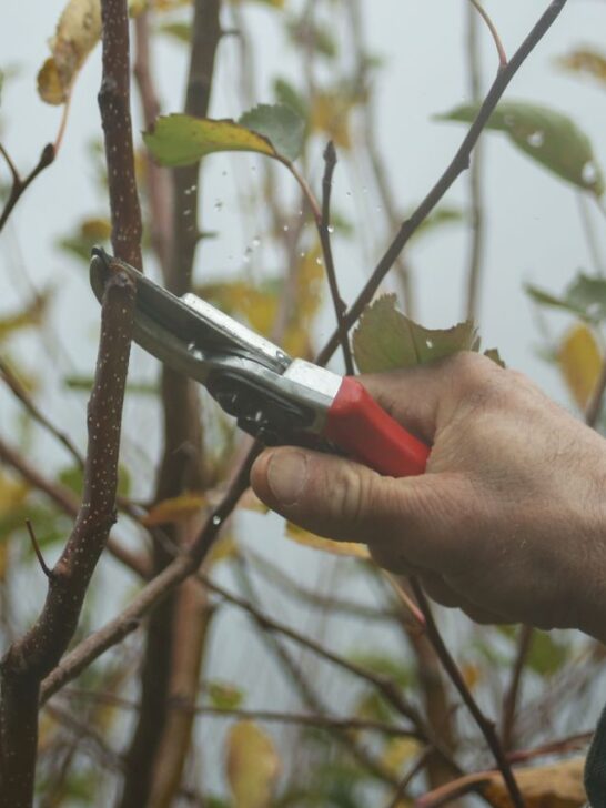 Close-up of hand pruners cutting a small tree branch during routine seasonal maintenance.