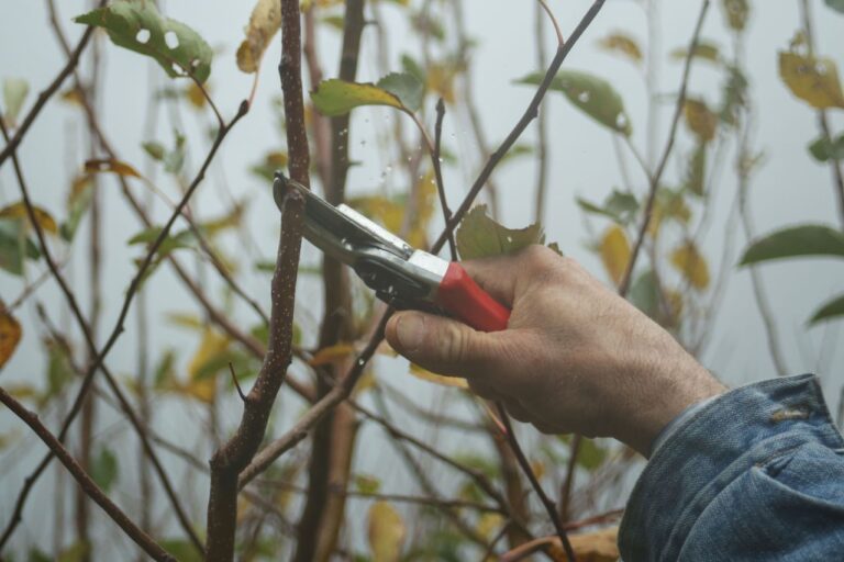 Close-up of hand pruners cutting a small tree branch during routine seasonal maintenance.