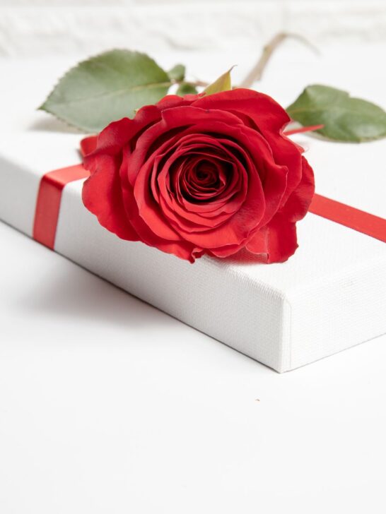 Single red rose resting on a white gift box wrapped with a red ribbon for an anniversary gift