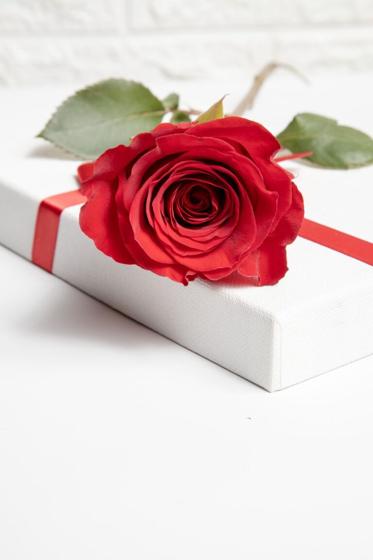 Single red rose resting on a white gift box wrapped with a red ribbon for an anniversary gift