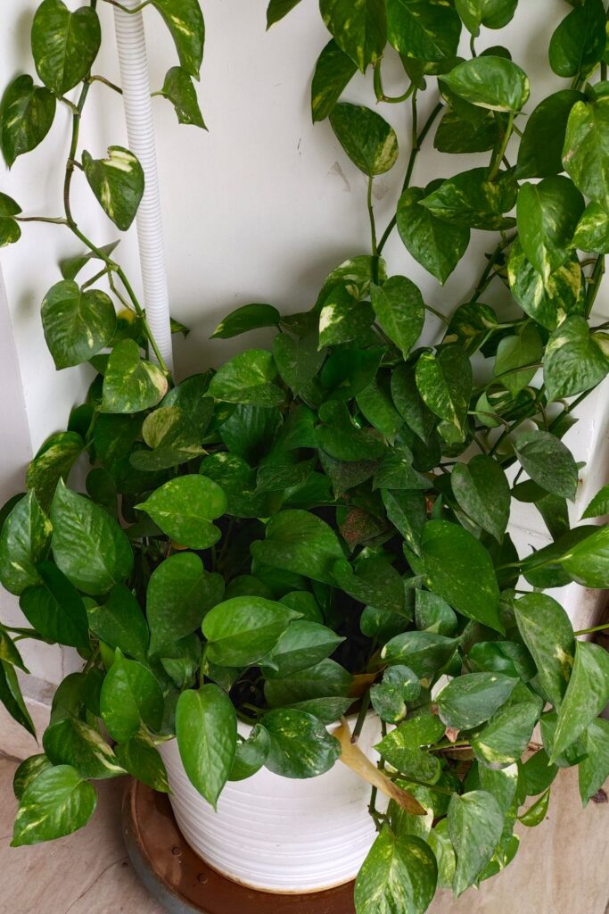 Pothos houseplants for low light growing in a white planter