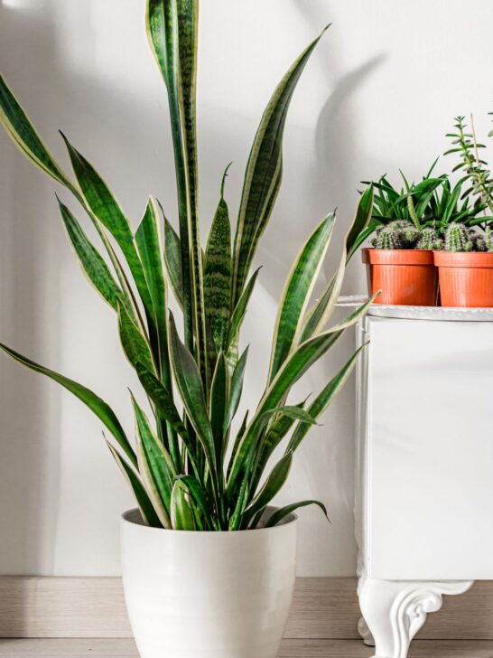Tall snake plant in a white pot beside a cabinet with small potted plants