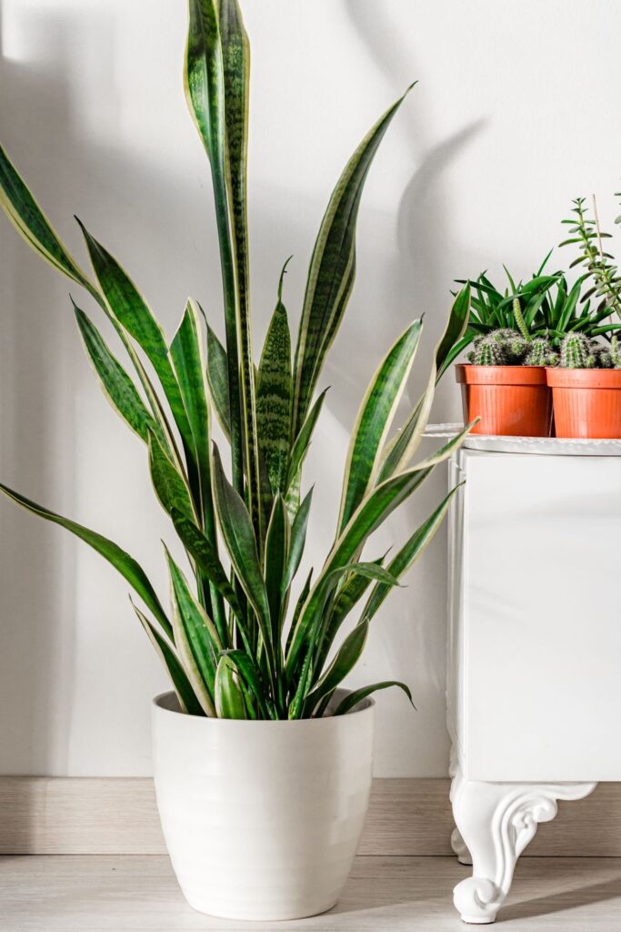 Tall snake plant in a white pot beside a cabinet with small potted plants