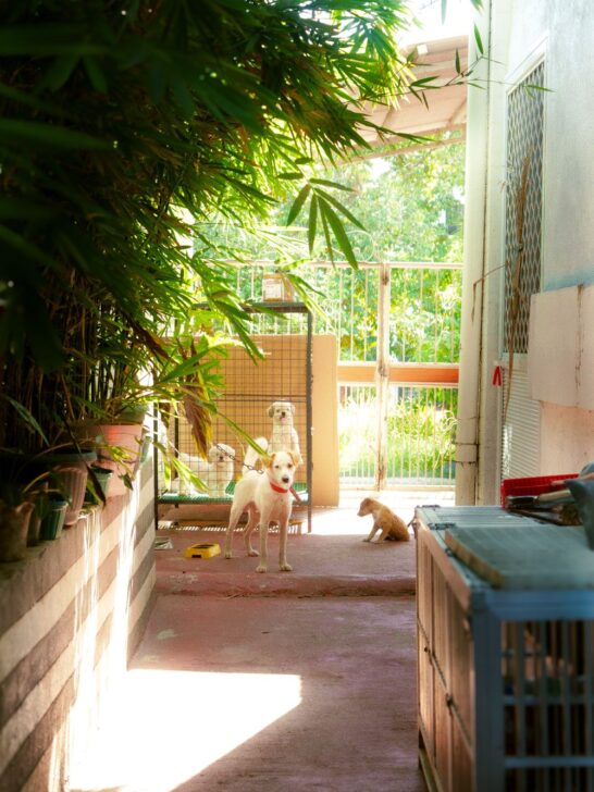 Pet boarding tips: dogs relaxing in a clean outdoor boarding facility with secure kennels and shaded play areas