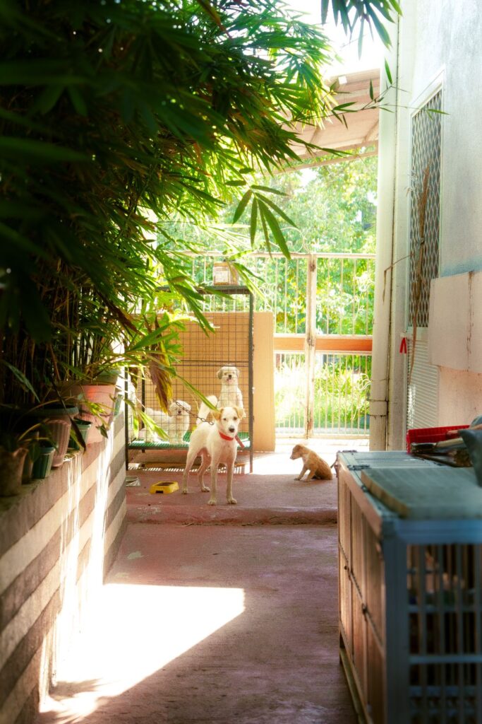 Pet boarding tips: dogs relaxing in a clean outdoor boarding facility with secure kennels and shaded play areas