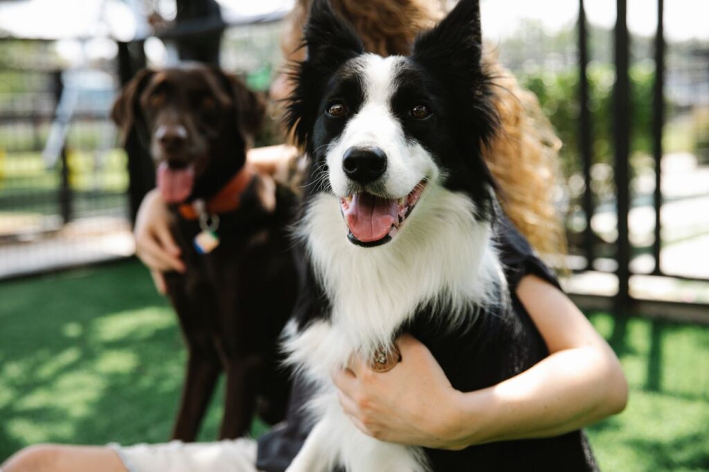 Staff member comforting two dogs during their stay at a professional pet boarding facility