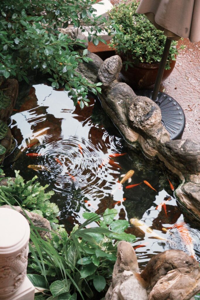 Healthy pond water with colorful koi fish surrounded by rocks and lush green plants