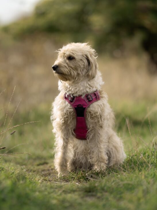 Curly white dog wearing a pink premium dog harness
