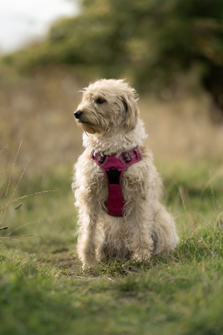 Curly white dog wearing a pink premium dog harness