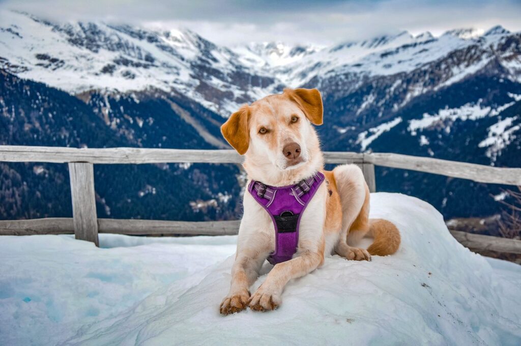 Tan and white dog wearing a purple harness outdoors in the snow